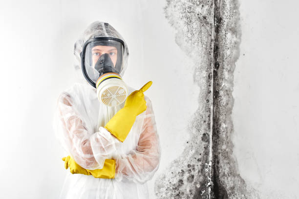 Trusted Port Jefferson, NY Mold Removal & Remediation Experts